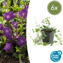 Buitenplant 6x Vinca minor 'Atropurpurea' - Bloeiend - Pot Ø 9cm Hoogte ↕ 10-25cm