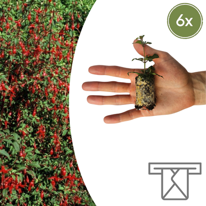 Buitenplant 6x Fuchsia - Bloeiend - Stekpluggen