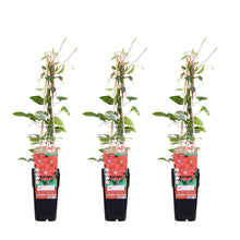 Buitenplant 3x Clematis 'Rouge Cardinal' - Klimplant - Pot Ø 15cm Hoogte ↕ 65cm