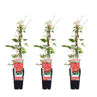 Buitenplant 3x Clematis 'Rouge Cardinal' - Klimplant - Pot Ø 15cm Hoogte ↕ 65cm
