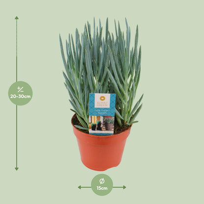 Kamerplant - Curio Blues - Pot Ø 15cm Hoogte ↕ 30cm