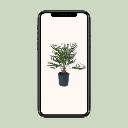Buitenplant - Chamaerops Humilis - Pot Ø 22cm Hoogte ↕ 80cm