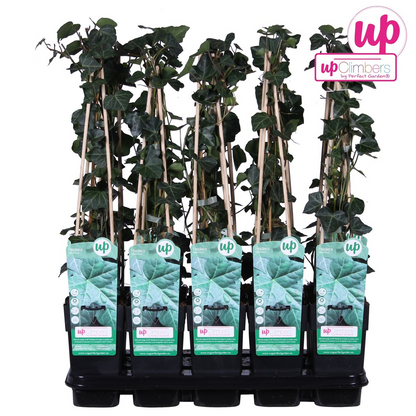 Buitenplant - Hedera hibernica - Klimplant - Pot Ø 15cm Hoogte ↕ 65cm