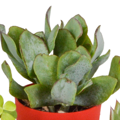 Kamerplant 5x Vetplanten mix - in gekleurde pot - Pot Ø 5.5cm