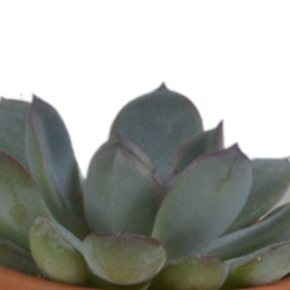 Kamerplant 5x Vetplanten mix - in terracotta pot - Pot Ø 5.5cm