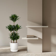 XL Kamerplant - Dracaena Compacta Carrousel - Pot Ø 31cm Hoogte ↕ 130cm