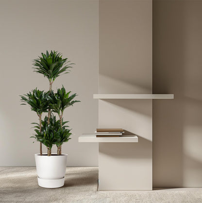 XL Kamerplant - Dracaena Compacta Carrousel - Pot Ø 31cm Hoogte ↕ 130cm