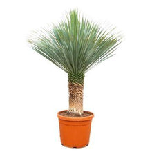Buitenplant - Yucca Rostrata - Winterhard - Pot Ø 55cm Hoogte ↕ 150-170cm