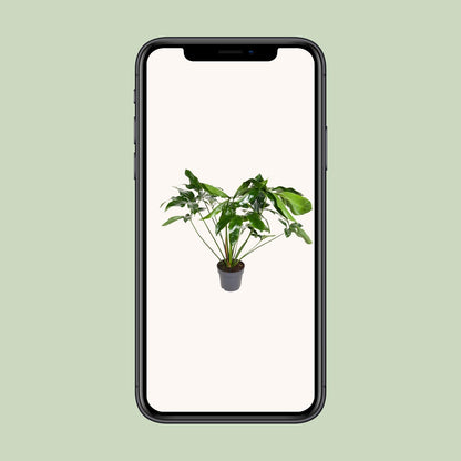 Kamerplant - Philodendron Green Wonder - Pot Ø 24cm Hoogte ↕ 100cm