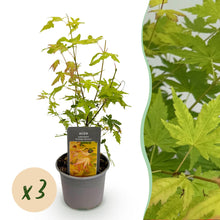 Buitenplant 3x Acer palmatum Orange Dream - Pot Ø 12cm Hoogte ↕ 35cm