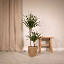 Kamerplant - Dracaena Marginata - Pot Ø 19cm Hoogte ↕ 100cm