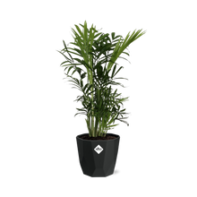 Kamerplant - Chamaedorea Elegans - Pot Ø 14cm