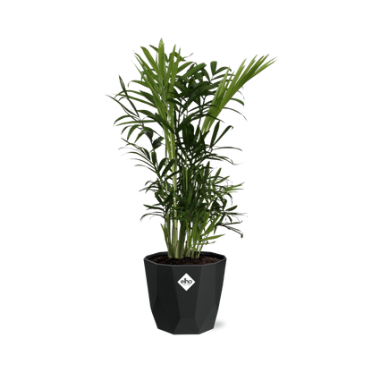 Kamerplant - Chamaedorea Elegans - Pot Ø 14cm