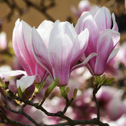 Buitenplant - Magnolia soulangeana - Bloeiend - Pot Ø 12cm Hoogte ↕ 30cm