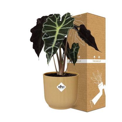 Kamerplant - Alocasia 'Polly' - Pot Ø 14cm Hoogte ↕ 35cm