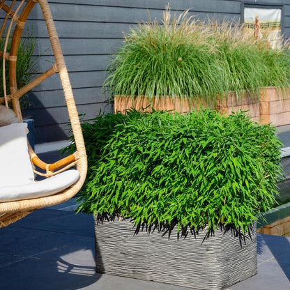 Buitenplant - Fargesia moontears 'Boobux XL' - Pot Ø 29cm Hoogte ↕ 70cm
