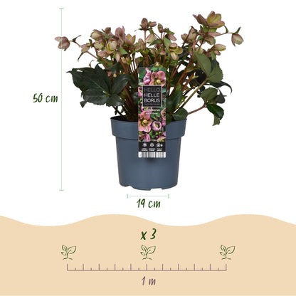 Buitenplant - Helleborus Angels Glow - Bloeiend - Pot Ø 19cm Hoogte ↕ 50cm