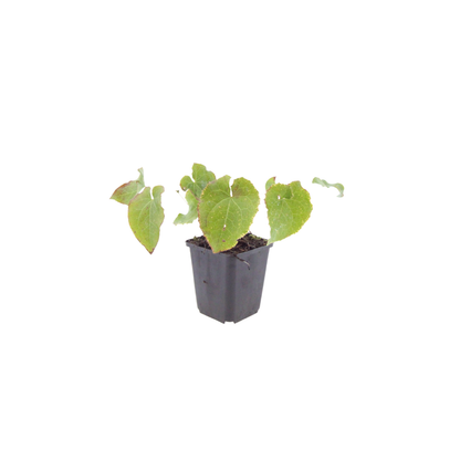 Buitenplant 60x Epimedium perralchicum 'Frohnleiten' - Bodembedekker - Pot Ø 9cm Hoogte ↕ 10-25cm