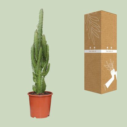 Kamerplant - Euphorbia Trigona - Pot Ø 17cm Hoogte ↕ 70cm