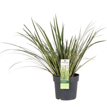 Buitenplant - Acorus gramineus 'Argenteostriatus' - Pot Ø 14cm Hoogte ↕ 30cm