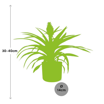 Kamerplant - Ananas Mi Amigo - Pot Ø 12cm