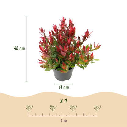 Buitenplant - Leucothoe 'Little Flame' - Groenblijvend - Pot Ø 17cm Hoogte ↕ 40cm