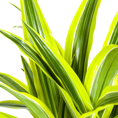 Kamerplant - Dracaena Deremensis Lemon Lime - Pot Ø 21cm Hoogte ↕ 90-110cm