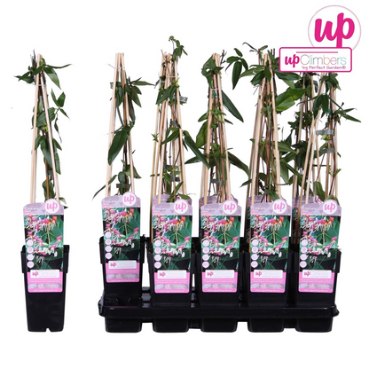Buitenplant - Lonicera henryi - Klimplant - Pot Ø 15cm Hoogte ↕ 65cm