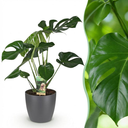 Kamerplant - Monstera Deliciosa - Pot Ø 21cm Hoogte ↕ 70-80cm