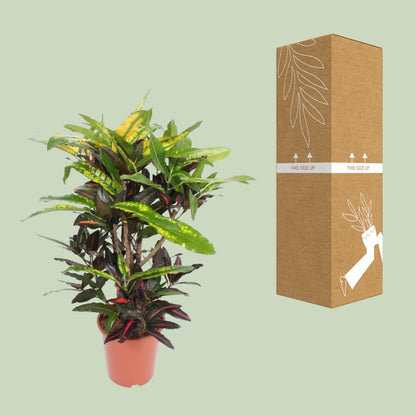 Kamerplant - Codiaeum Mango (Croton Mango) - Pot Ø 27cm Hoogte ↕ 110cm