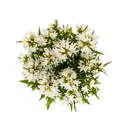 Buitenplant - Campanula Glomerata Genti White - Bloeiend - Pot Ø 19cm Hoogte ↕ 30-40cm