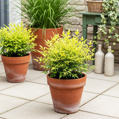 Buitenplant 2x Nandina Lemon & Lime - Groenblijvend - Pot Ø 17cm Hoogte ↕ 45cm