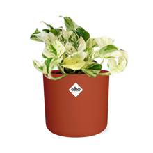Kamerplant - Epipremnum Pinnatum Happy Leaf - Pot Ø 14cm
