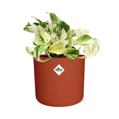 Kamerplant - Epipremnum Pinnatum Happy Leaf - Pot Ø 14cm