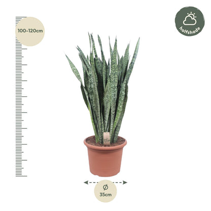 Kamerplant - Sansevieria Zeylenica - Pot Ø 35cm Hoogte ↕ 110cm