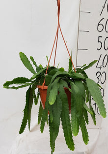 Kamerplant - Lepismium Houletianum - Pot Ø 20cm Hoogte ↕ 50cm