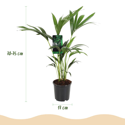 Green boutiQ - Kamerplant - Howea Forsteriana - Kentia Palm - Weinig Onderhoud - Groen - 1 plant - Pot 17cm - Hoogte 70-75cm