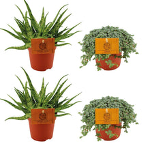 Kamerplant 4x Aloe Spider + Pilea Glauca - Pot Ø 10.5cm Hoogte ↕ 10cm