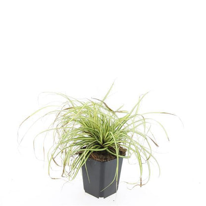 Buitenplant 24x Carex oshim. 'Evergold' - Pot Ø 9cm Hoogte ↕ 10-25cm