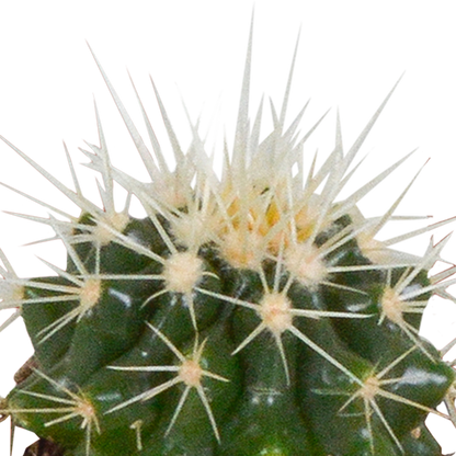 Kamerplant 5x Cactus mix - in witte pot - Pot Ø 5.5cm