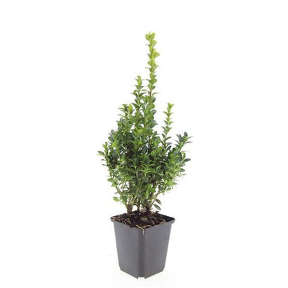 Buitenplant 48x Buxus Sempervirens - Pot Ø 9cm Hoogte ↕ 10-25cm