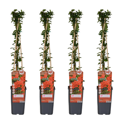 Buitenplant 4x Pyracantha coccinea 'Red Column' - Pot Ø 15cm Hoogte ↕ 65cm