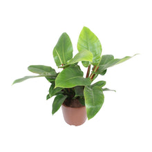 Kamerplant - Philodendron Imperial Green - Pot Ø 27cm Hoogte ↕ 80cm