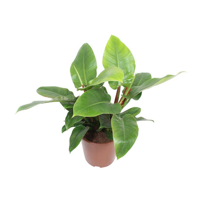 Kamerplant - Philodendron Imperial Green - Pot Ø 27cm Hoogte ↕ 80cm