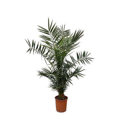 XL plant - Phoenix canariensis - Dadelpalm - Pot Ø 21cm Hoogte ↕ 140cm