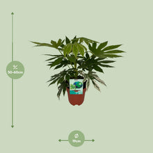 Kamerplant - Fatsia Japonica Variegata - Pot Ø 19cm Hoogte ↕ 60cm