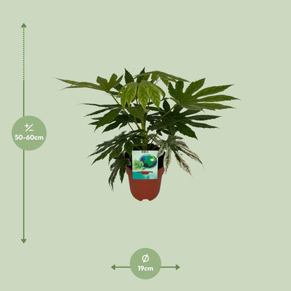 Kamerplant - Fatsia Japonica Variegata - Pot Ø 19cm Hoogte ↕ 60cm