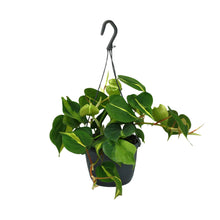 Kamerplant - Philodendron Scandens Brasil - Pot Ø 15cm Hoogte ↕ 35cm