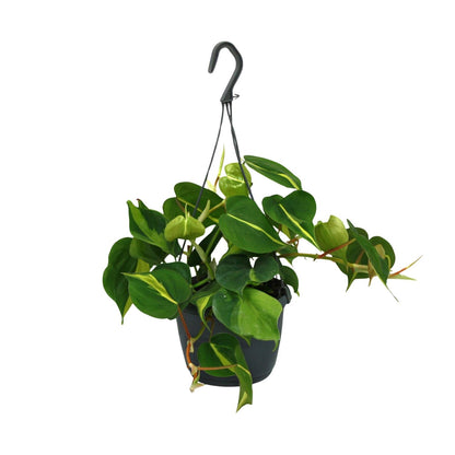 Kamerplant - Philodendron Scandens Brasil - Pot Ø 15cm Hoogte ↕ 35cm