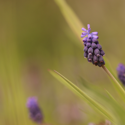 Buitenplant 12x Liriope muscari 'Moneymaker' - Pot Ø 9cm Hoogte ↕ 10-25cm
